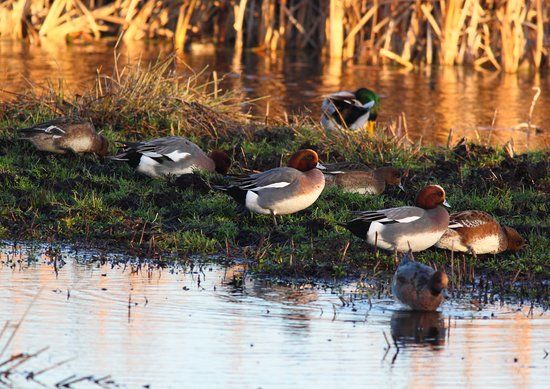 Greylake Nature Reserve